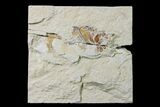 Cretaceous Fossil Fish (Pycnosteroides) and Shrimp - Lebanon #162731-1